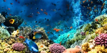 Deep-Sea Corals Guardians of the Abyssal Realm