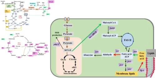 Harnessing Cyanobacteria's Potential for Sustainable Biofuel Production