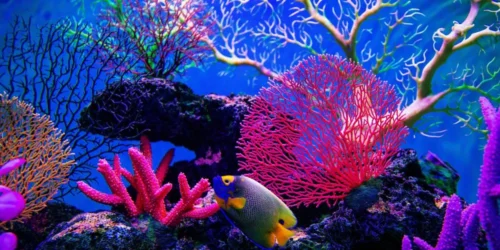 Coral Reef