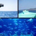 Oceanic Ecosystem