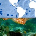 Marine Protected Areas Safeguarding the Seas
