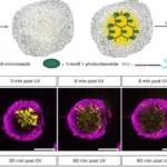 New Molecular Engineering Technique to Create Complex and Realistic Organoids