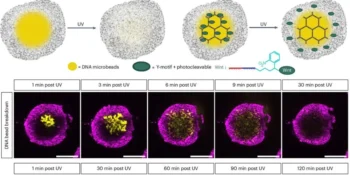 New Molecular Engineering Technique to Create Complex and Realistic Organoids