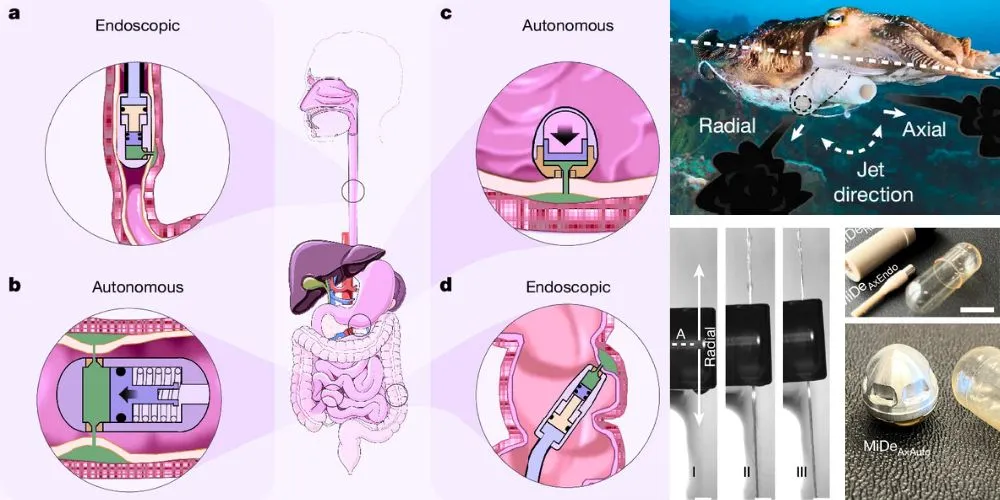 Researchers Develop Needle-Free Capsule for Efficient Drug Delivery