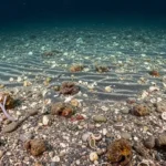 Seafloor Sediments
