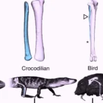 Study Links Dinosaur Leg Evolution to Modern Bird Mobility