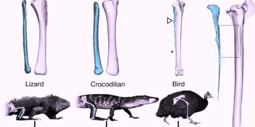 Study Links Dinosaur Leg Evolution to Modern Bird Mobility