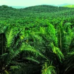 Tree Islands Boost Native Species Recovery in Sumatran Oil Palm Plantations