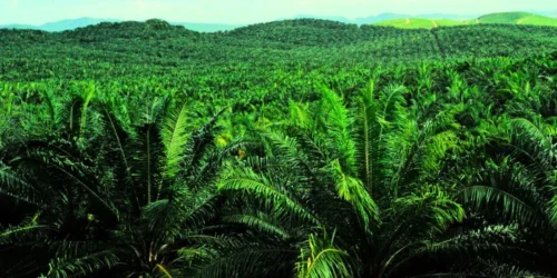 Tree Islands Boost Native Species Recovery in Sumatran Oil Palm Plantations