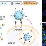 AI-Designed Protein Nanocages Revolutionize Gene Therapy