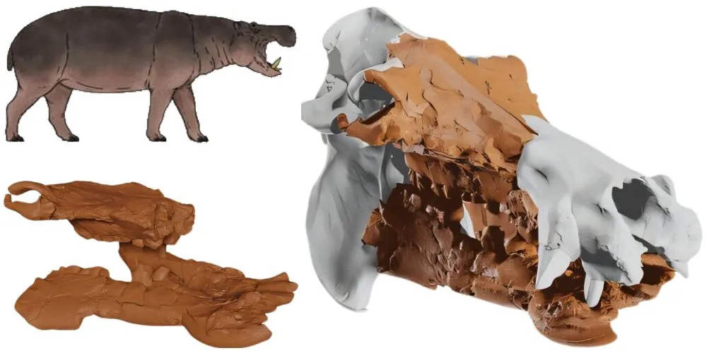 Researchers Reconstructing the Past with 3D Imaging Revives Crete's Extinct Dwarf Hippo