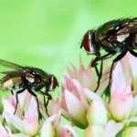 Study Finds Flies are Vital Pollinators But Face Rising Threats as Climate Change