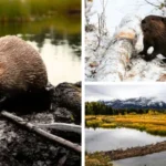 USask Researchers Study Beavers’ Impact on Water Movement and Ecosystems in Sibbald Valley