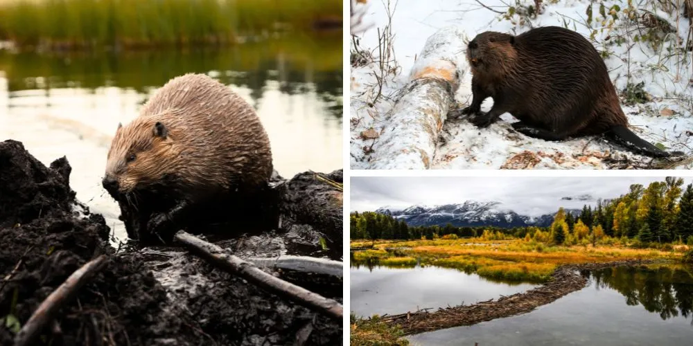 USask Researchers Study Beavers’ Impact on Water Movement and Ecosystems in Sibbald Valley