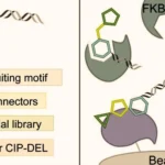 Innovative Chemistry Drives Breakthroughs in Genetic Disease Treatment