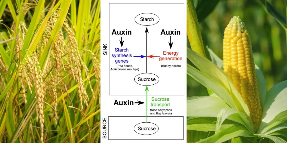 Researchers Unlocking Global Food Security by Uncovering the Role of Auxin in Starch Production