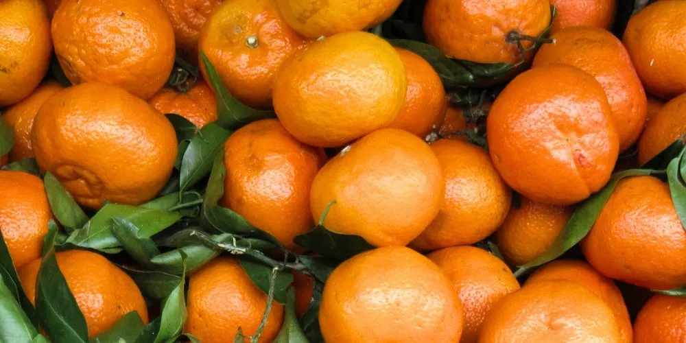 LED Light Technology Enhances Color Maturation in Mandarin Fruit