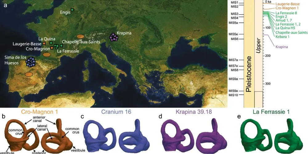 New Study Challenges Long-Held Theory on Neanderthal Evolution