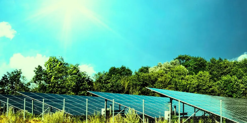 Solar Parks Can Boost Biodiversity but Need Better Management, Study Finds