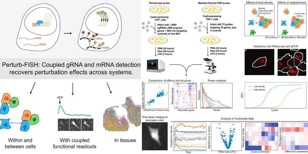 New Spatial Gene Editing Method Unveiled Perturb-FISH Advances Genetic Research