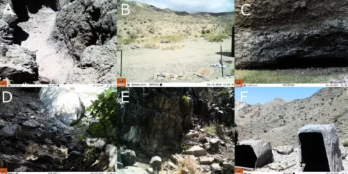 Oregon State Researchers Boost AI Accuracy in Wildlife Monitoring with Smarter, Smaller Training Data