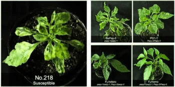 Dual Gene Strategy Offers Breakthrough Resistance to Devastating Pepper Viruses