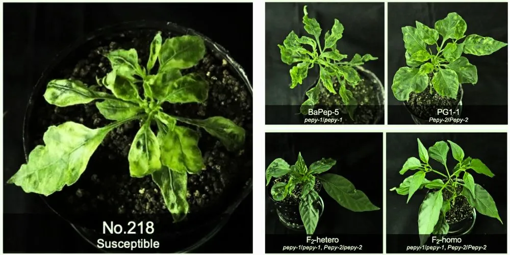 Dual Gene Strategy Offers Breakthrough Resistance to Devastating Pepper Viruses