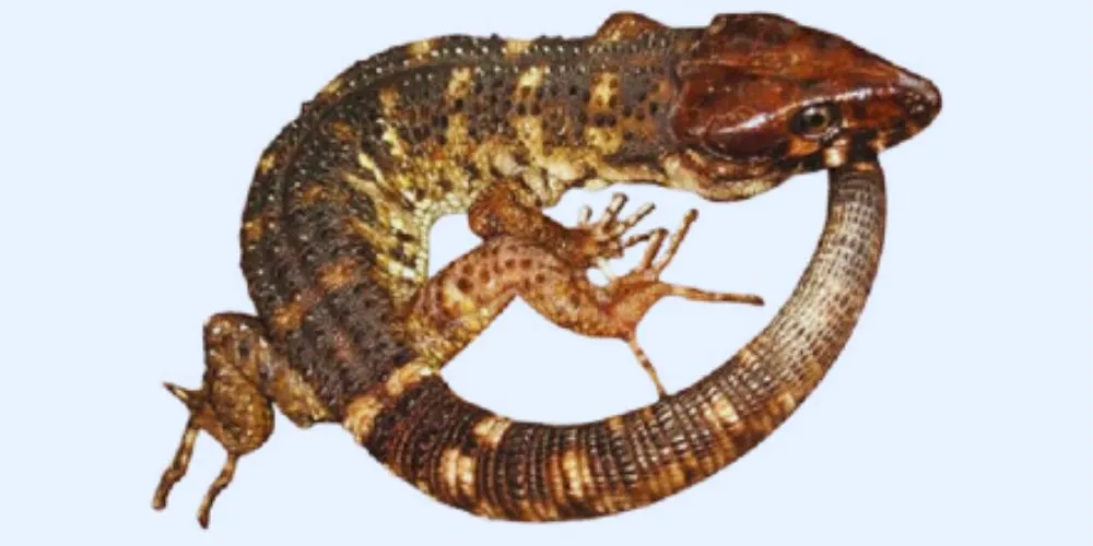 Tiny Lizards That Survived the Dinosaur-Killing Asteroid