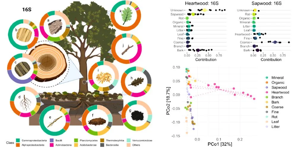 oak fungal microbiome
