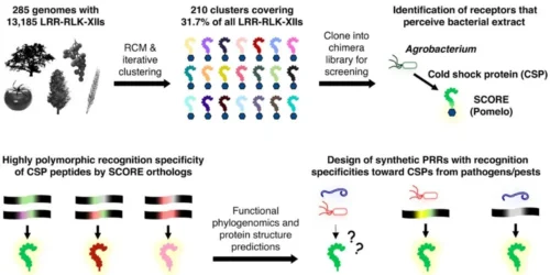 plant immune receptors