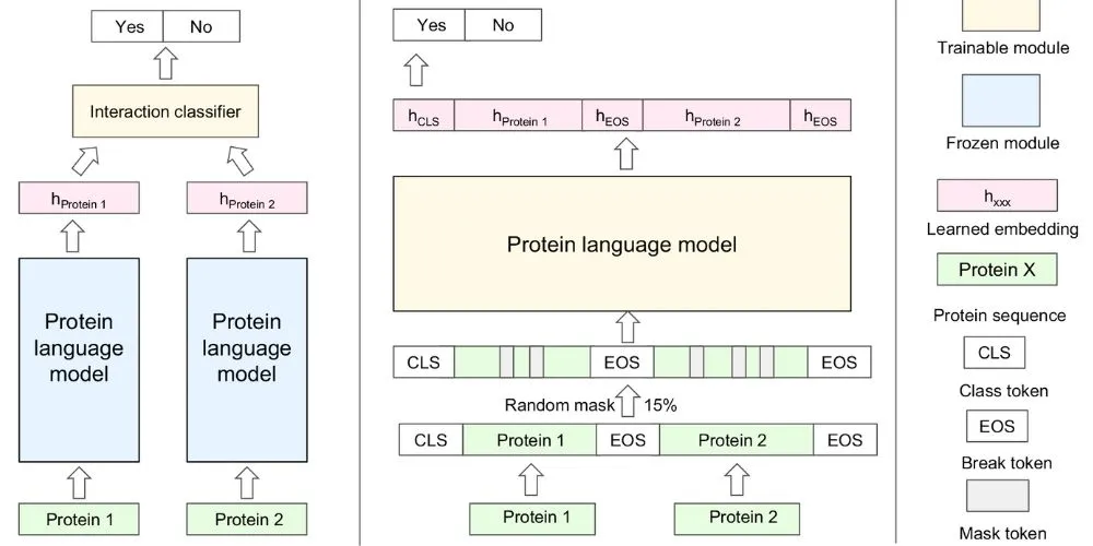 PPI prediction architecture