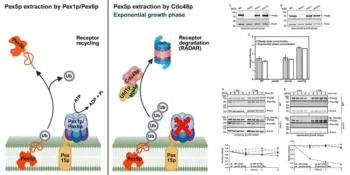 Pex5p degradation