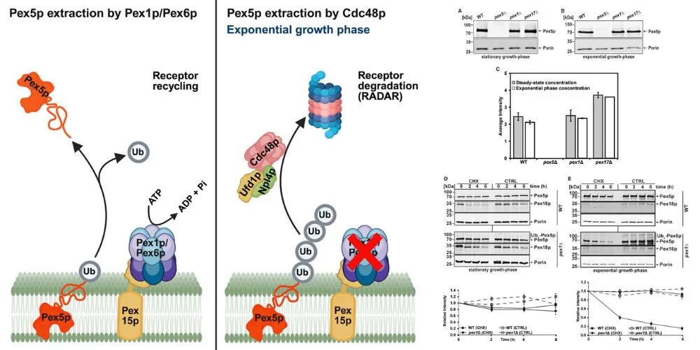 Pex5p degradation
