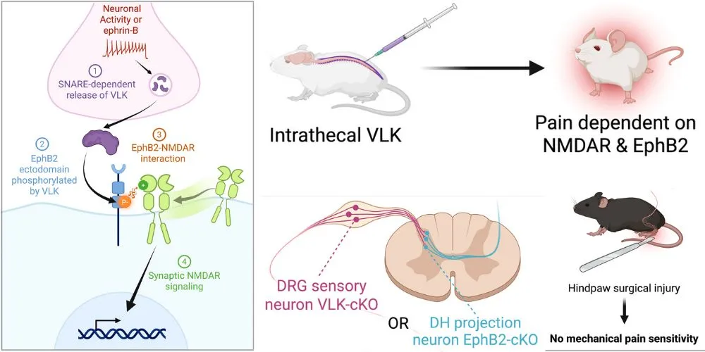 EphB2–NMDAR interaction