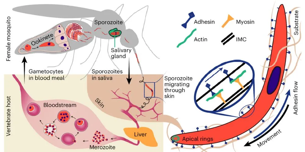 Malaria parasites