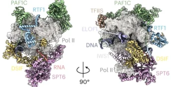 Observation of mammalian