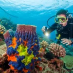 coral reef