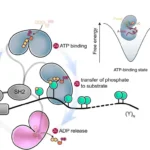 Src catalytic cycle