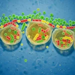 Microscopic view of bacteria