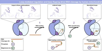 Polynucleotide phosphorylase (PNPase)