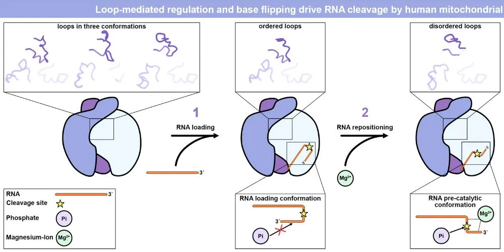 Polynucleotide phosphorylase (PNPase)