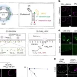 CLMs of lysosomes