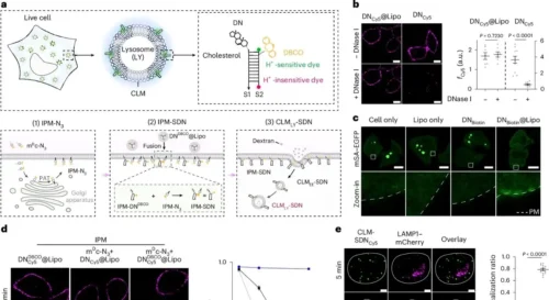 CLMs of lysosomes