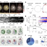Multicellular spheroids transition