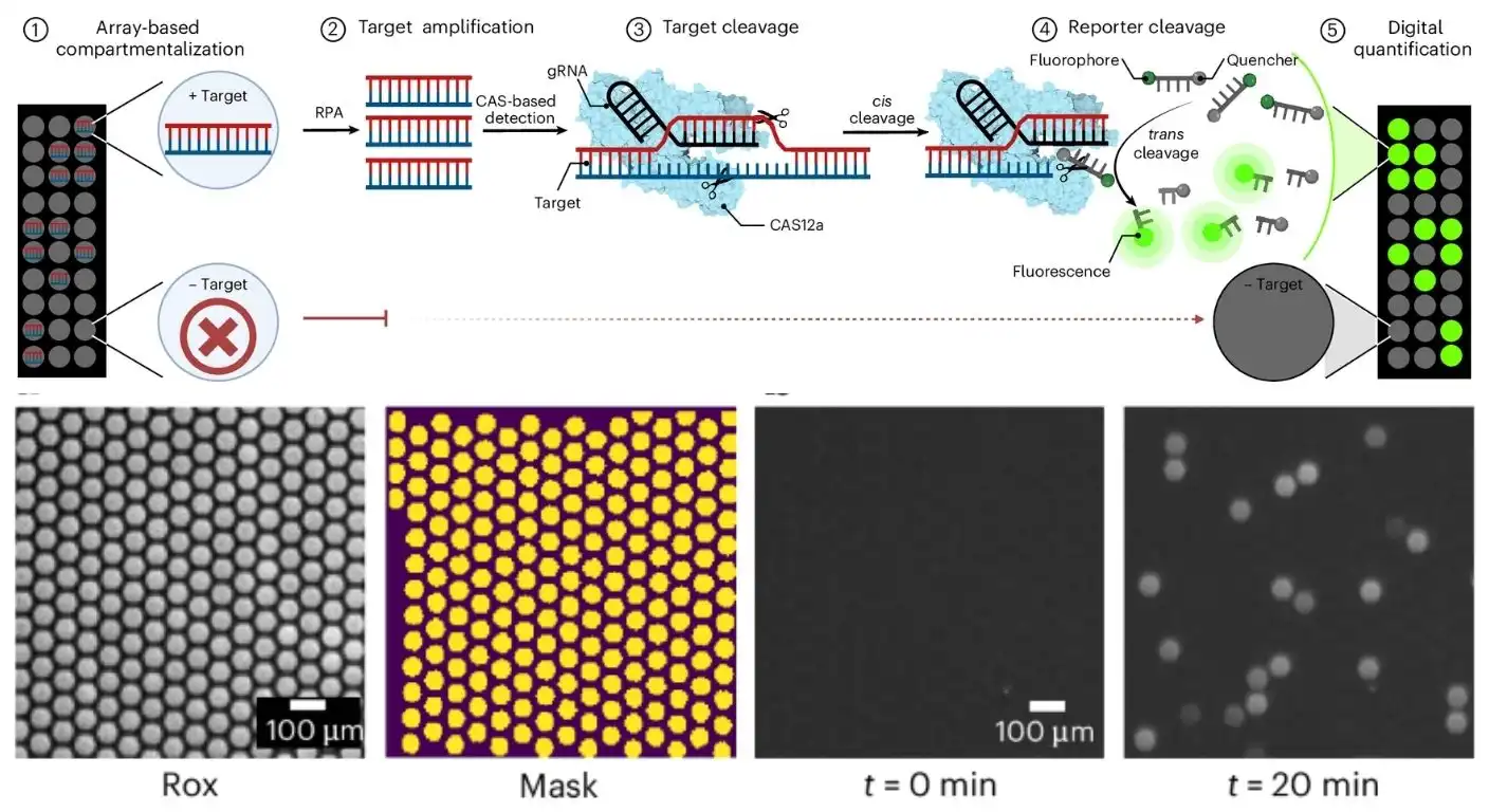 digital SHERLOCK assays