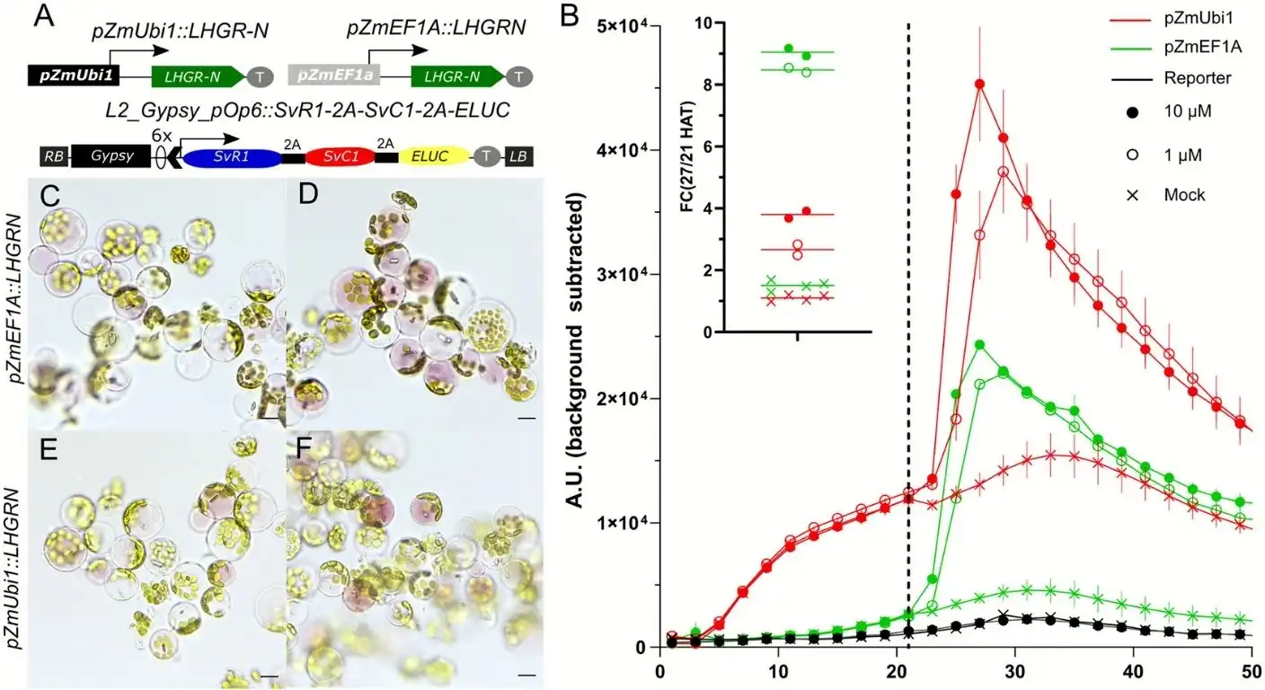 pOp6LHGR-N circuit