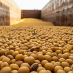 soybeans