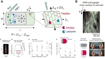 Exogenous peptide
