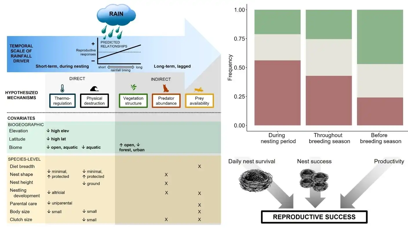 Hypothesized relationships