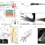 Epidermal SP transcription